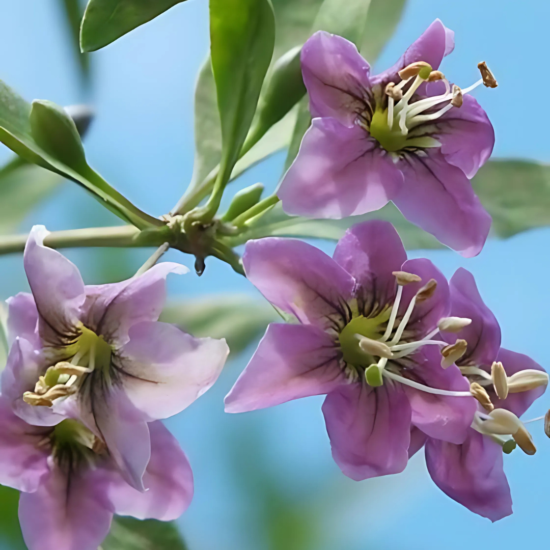 Gojibär - Lycium Barbarum