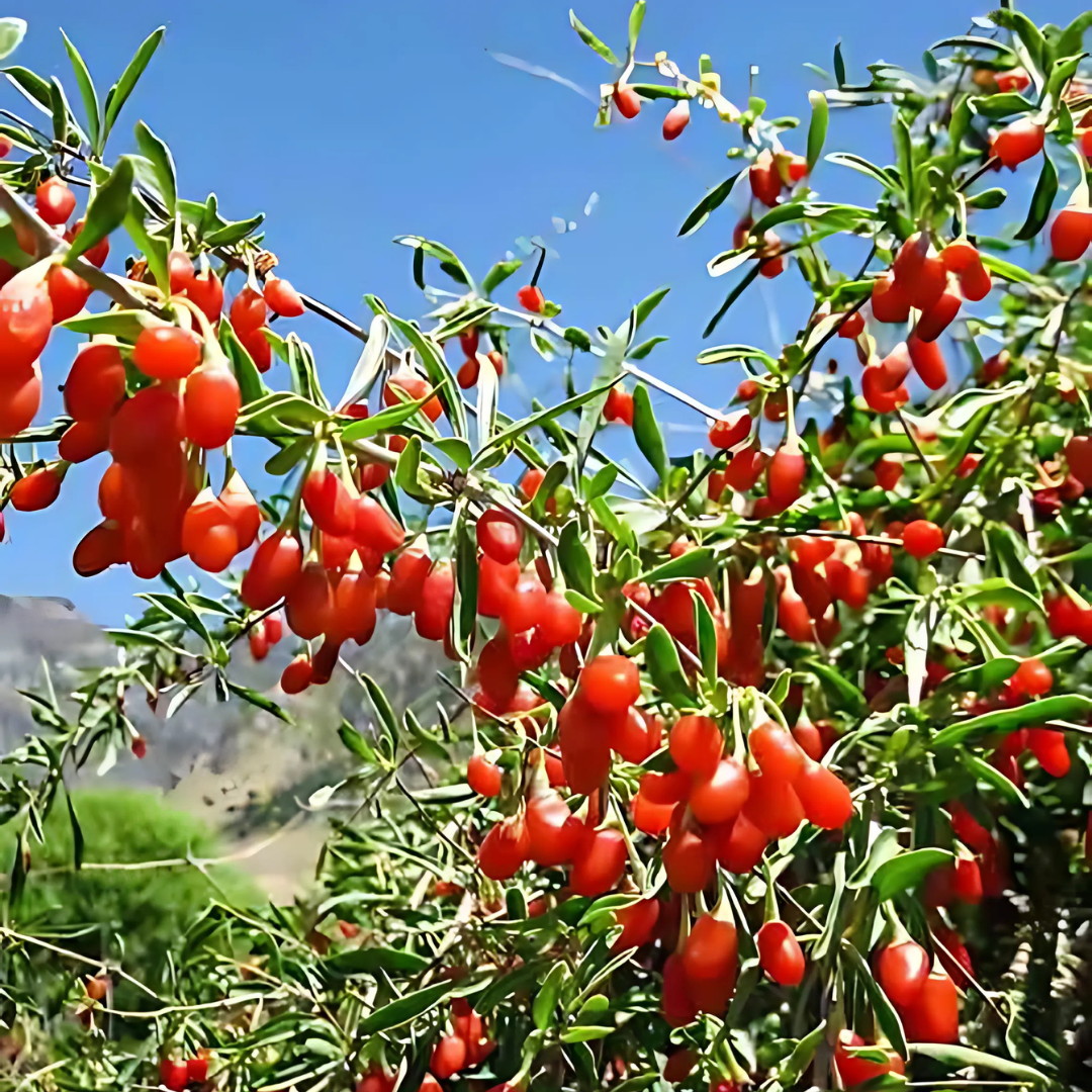 Gojibär - Lycium Barbarum