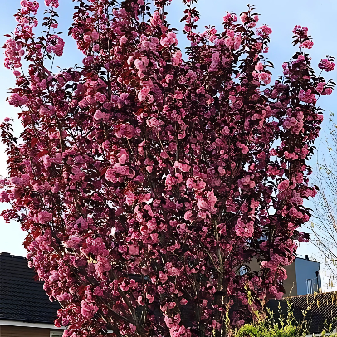 Prydnadskörsbär - Royal Burgundy (Rödbladigt japanskt körsbär)
