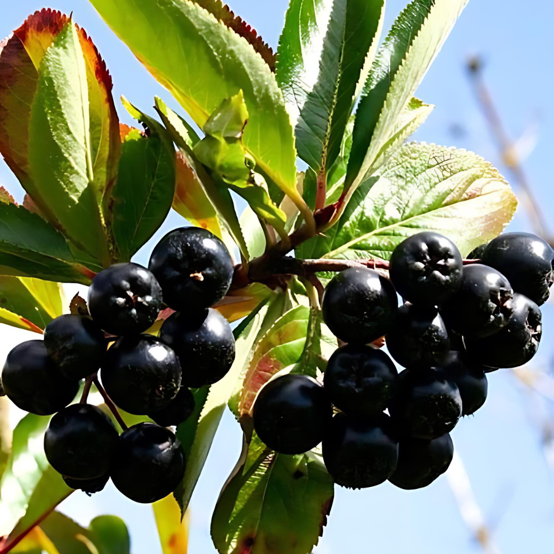 Aronia - Viking