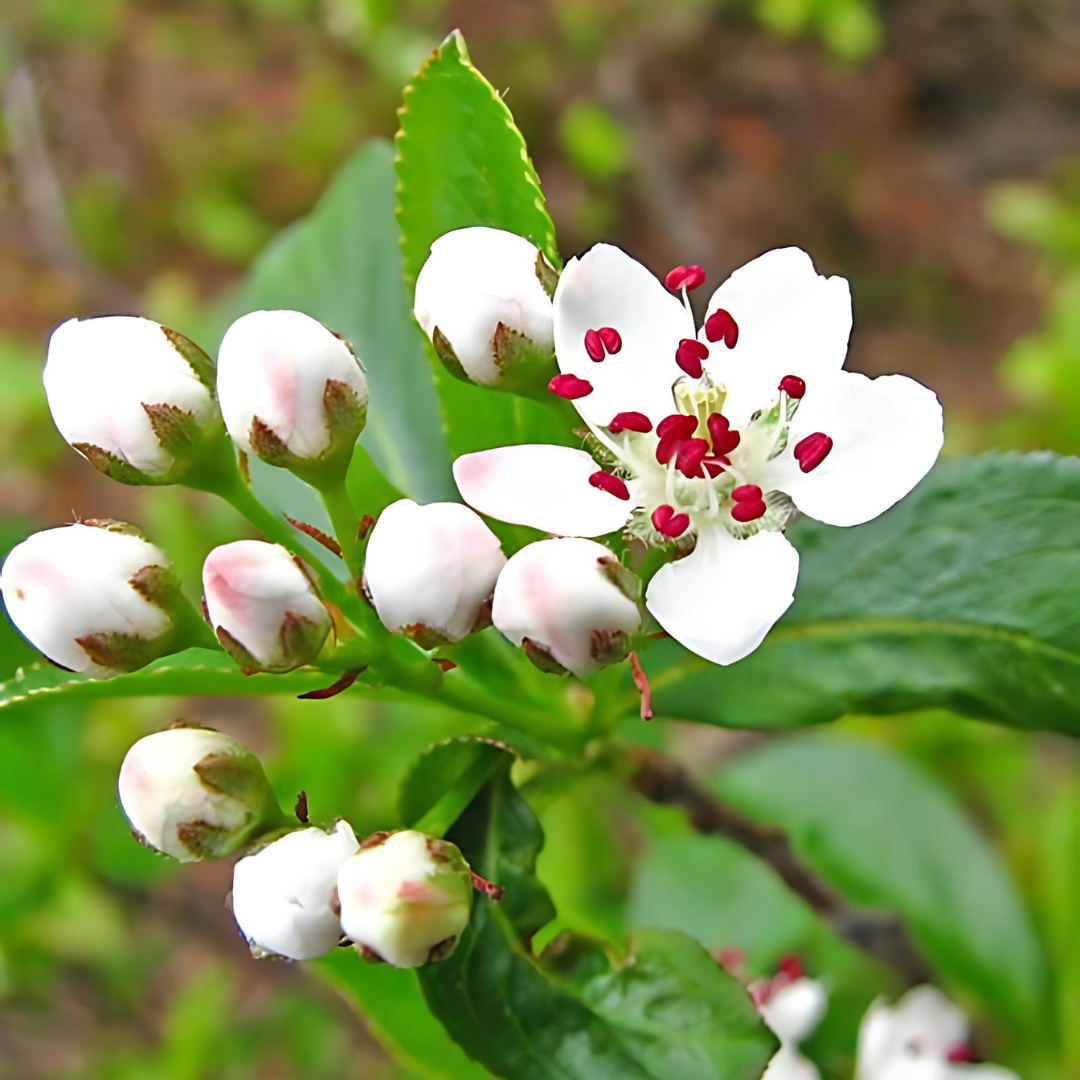 Aronia - Viking