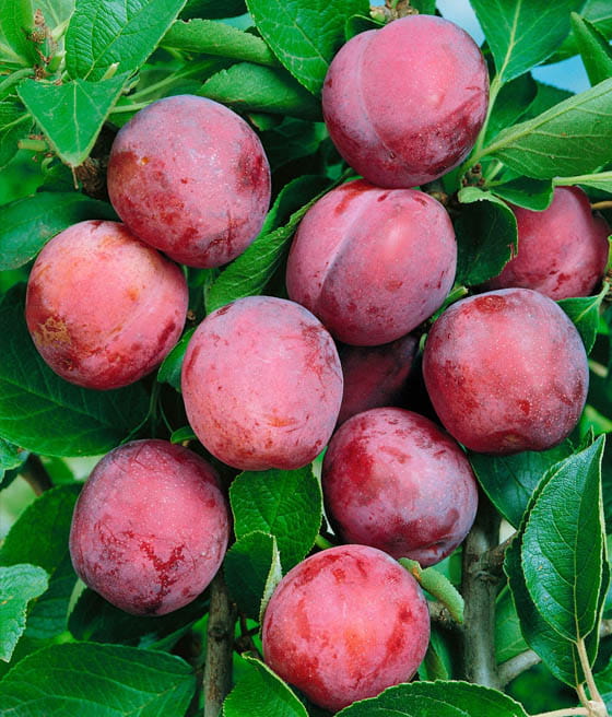 Fruktträd