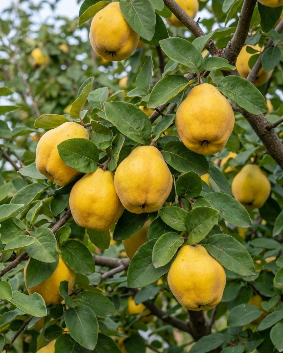 Äkta Kvitten 'Leskovacka'