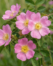 Äppelros ’Rosa Rubiginosa’