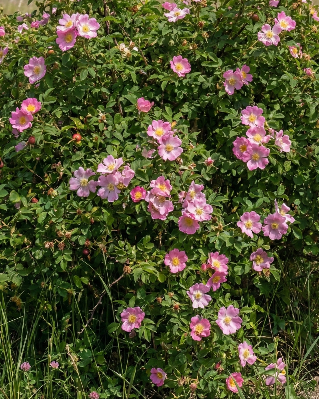 Äppelros ’Rosa Rubiginosa’