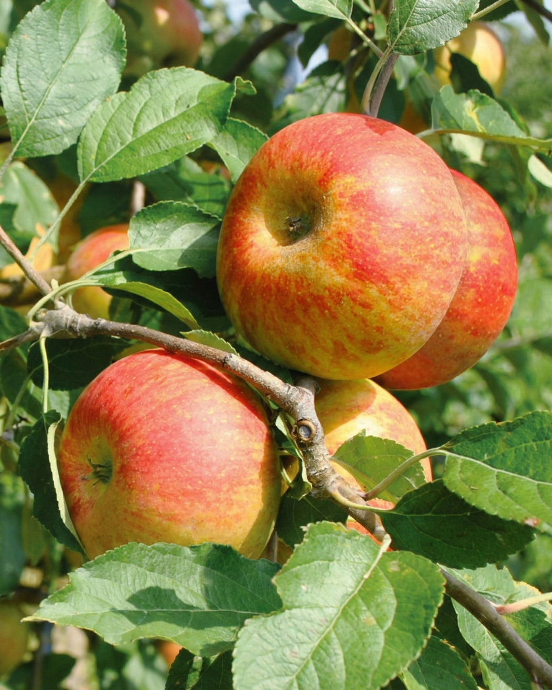 Äpple 'Cox Orange Pippin'