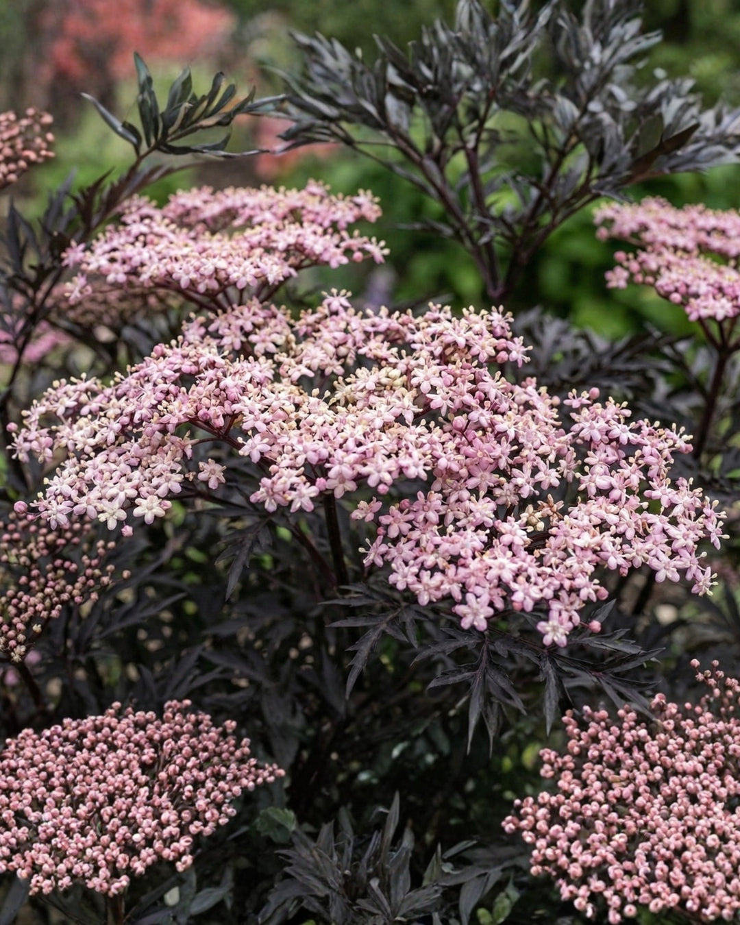 Blodfläder ’Black Lace’