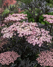 Blodfläder ’Black Lace’