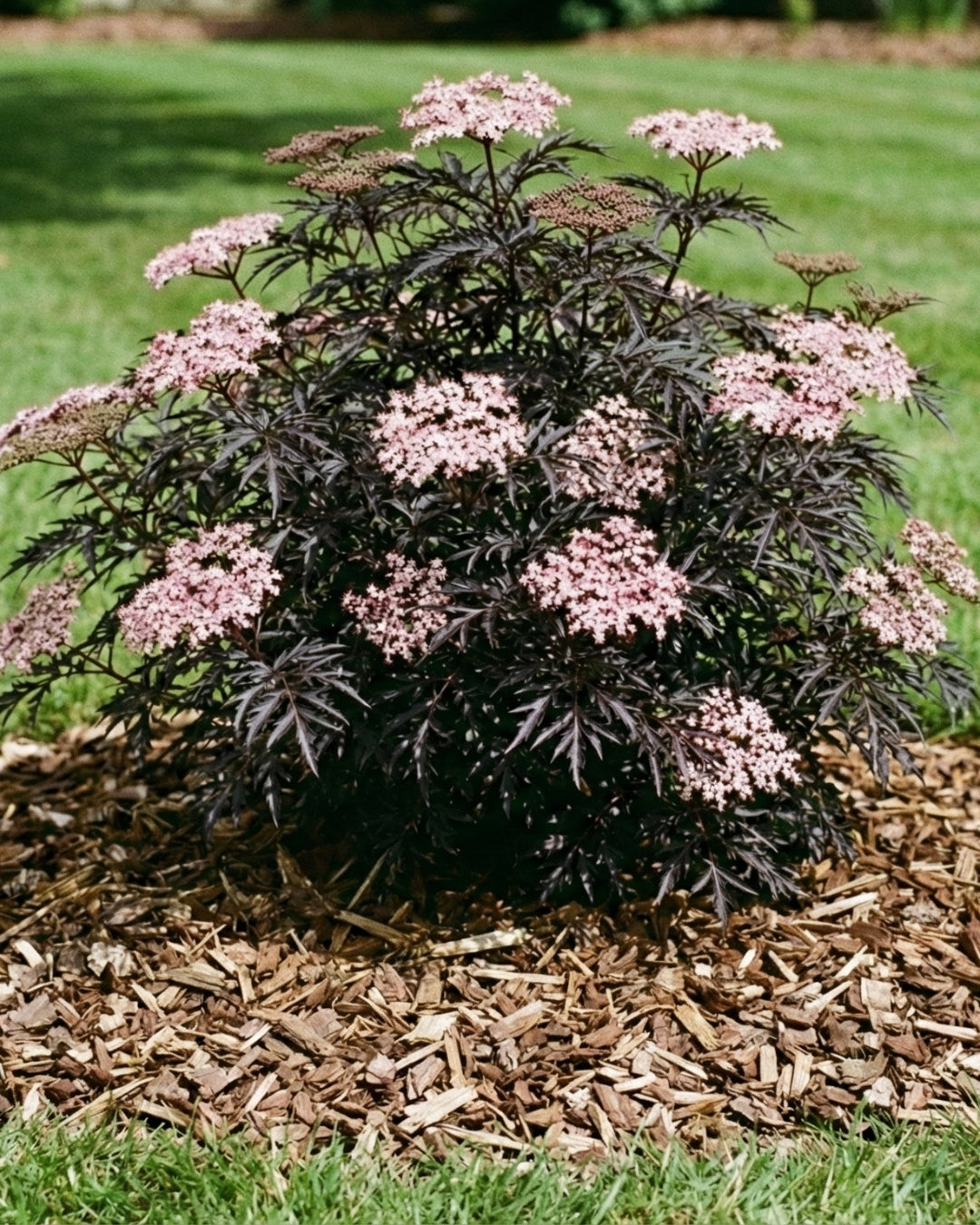 Blodfläder ’Black Lace’