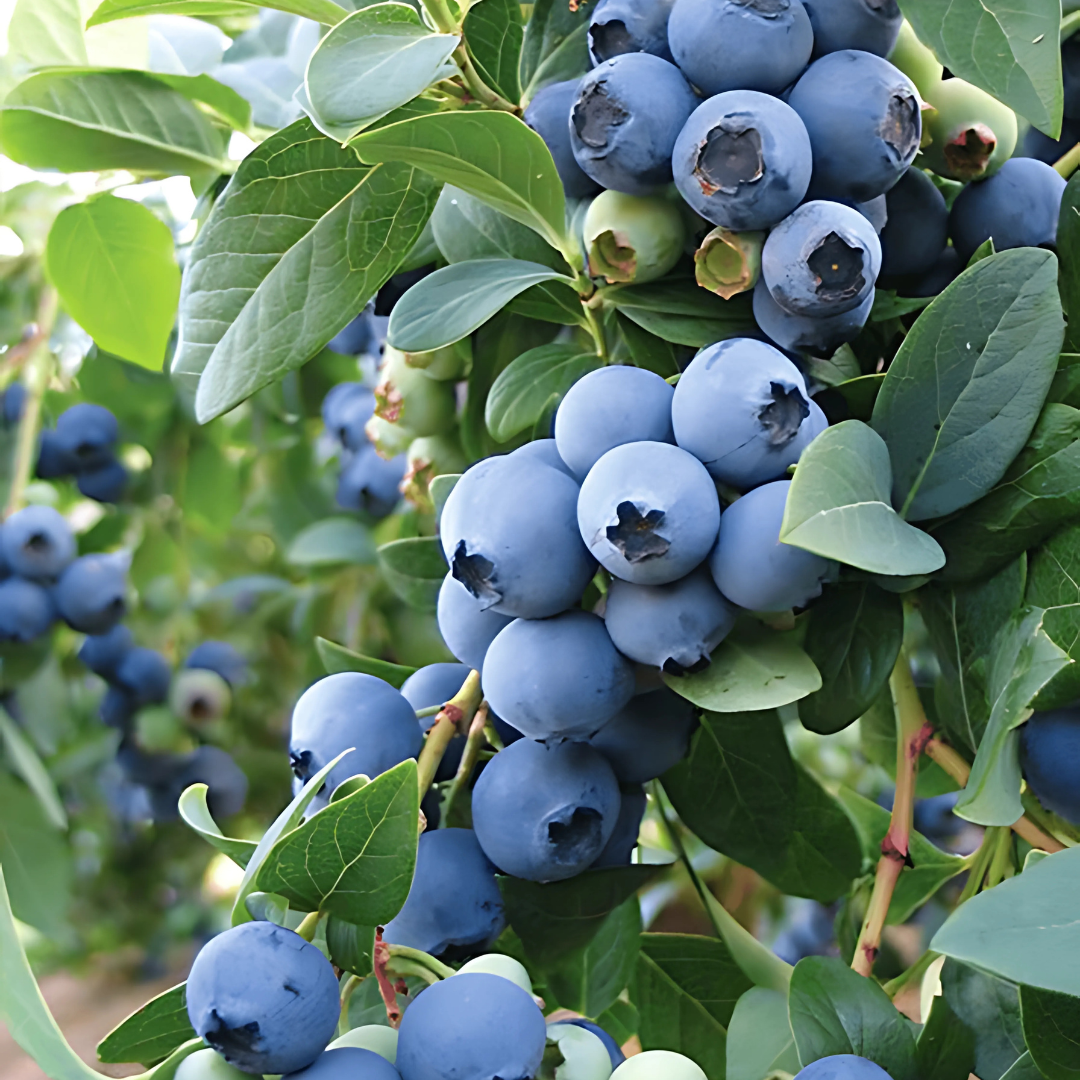 Amerikanska Blåbär - Bluecrop