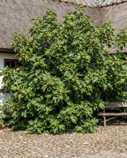 Fikon 'Brown Turkey'