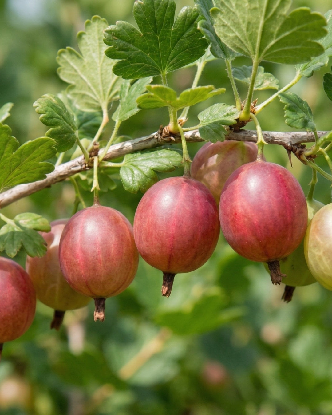 Röda krusbär 'Captivator'
