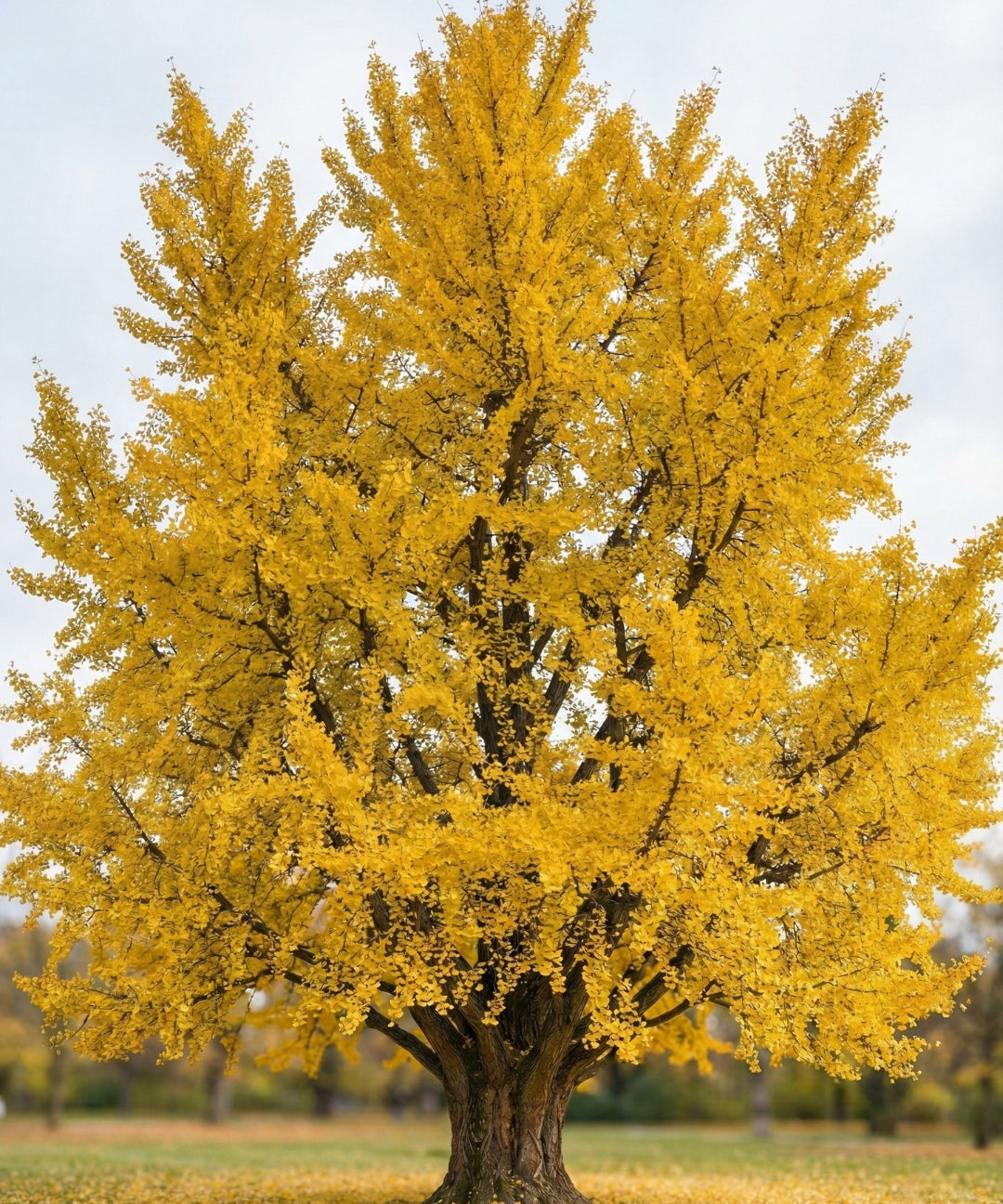 Ginkgo.jpg