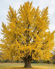 Ginkgo Biloba (kinesiskt tempelträd)