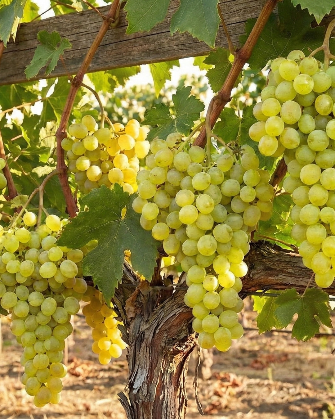 Vindruva 'Himrod' (kärnfri)