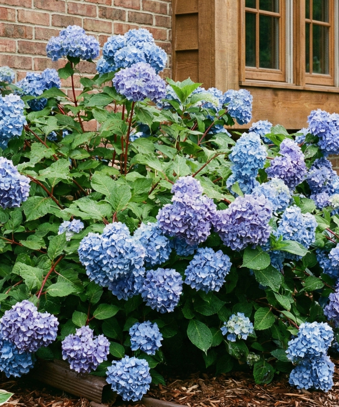 Hortensia-Endlesssummerbloomstarblue.jpg