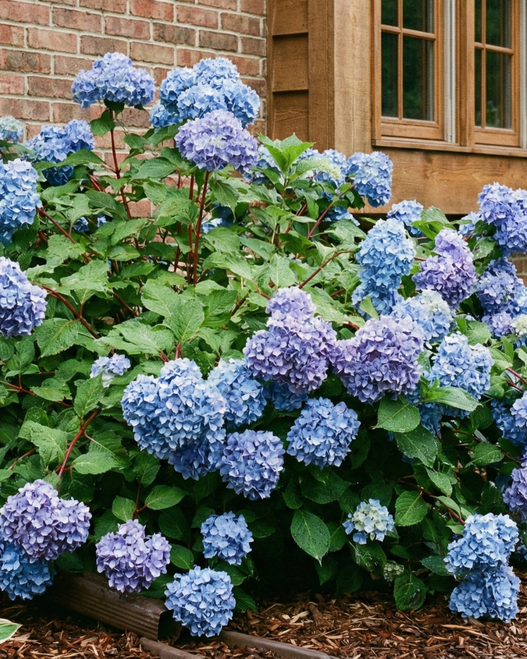 Hortensia ’Endless summer Bloomstar Blue’