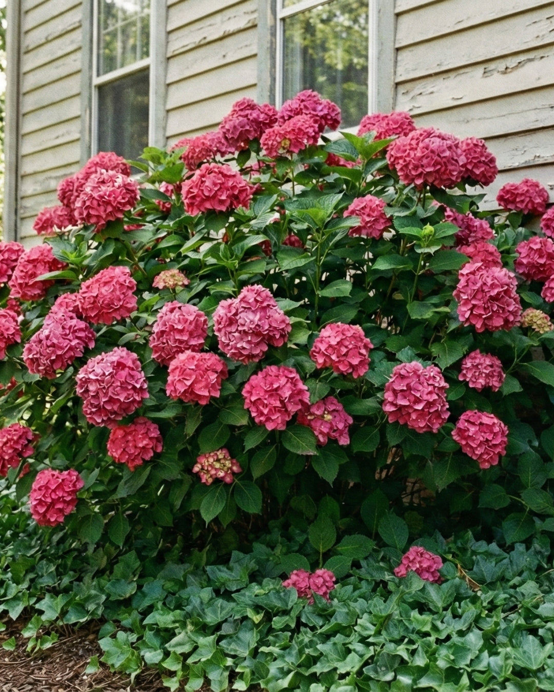 Hortensia ’Endless summer Bloomstar Pink’