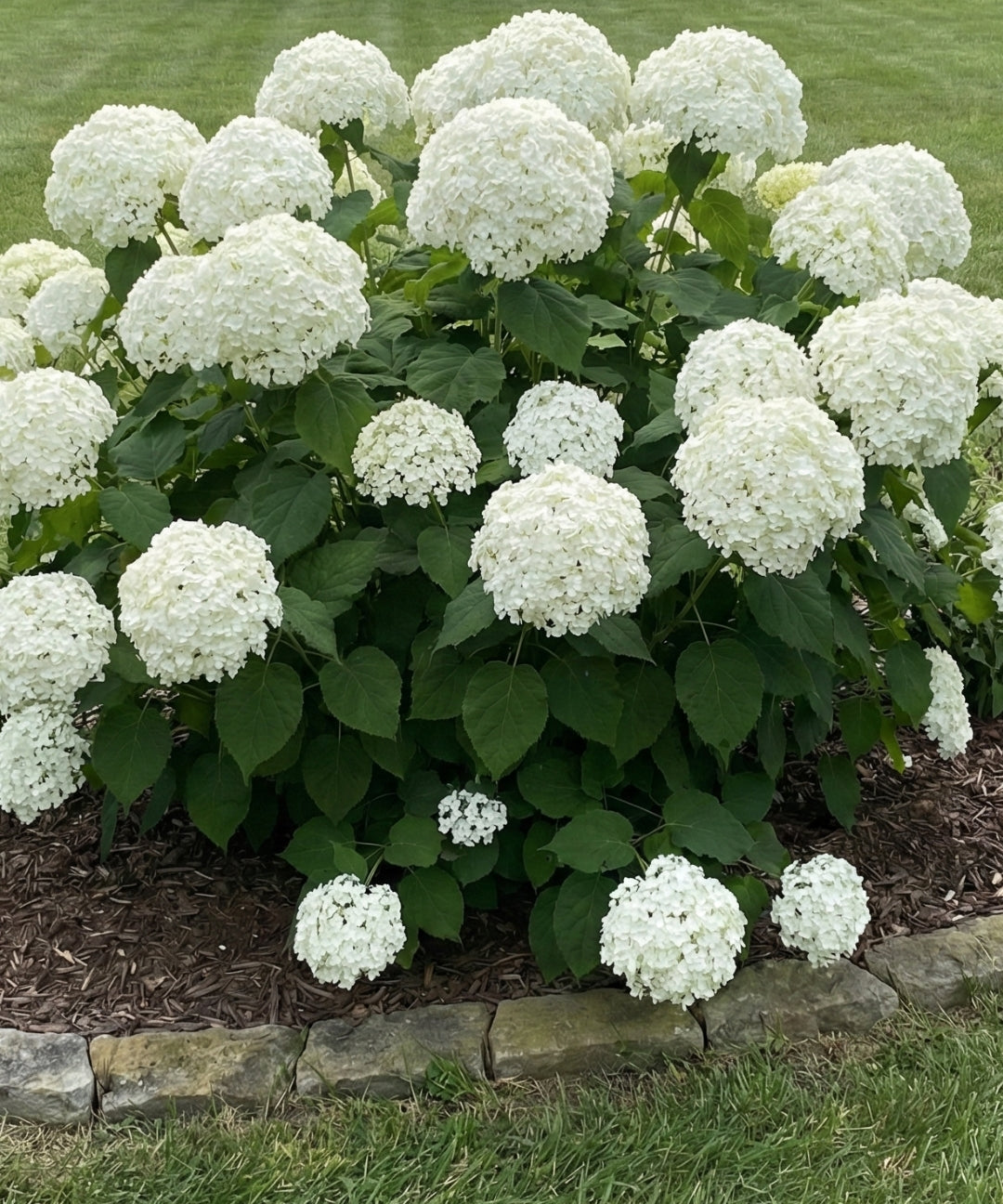 Hortensia-StrongAnnabellablommor.jpg