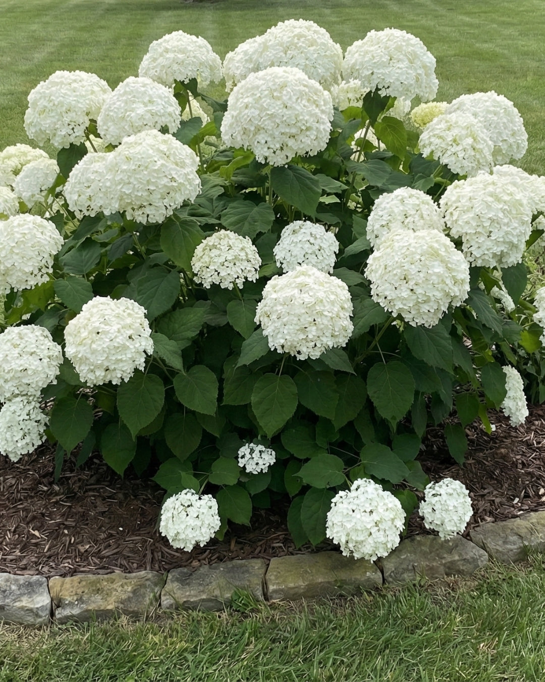Hortensia ’Strong Annabelle’