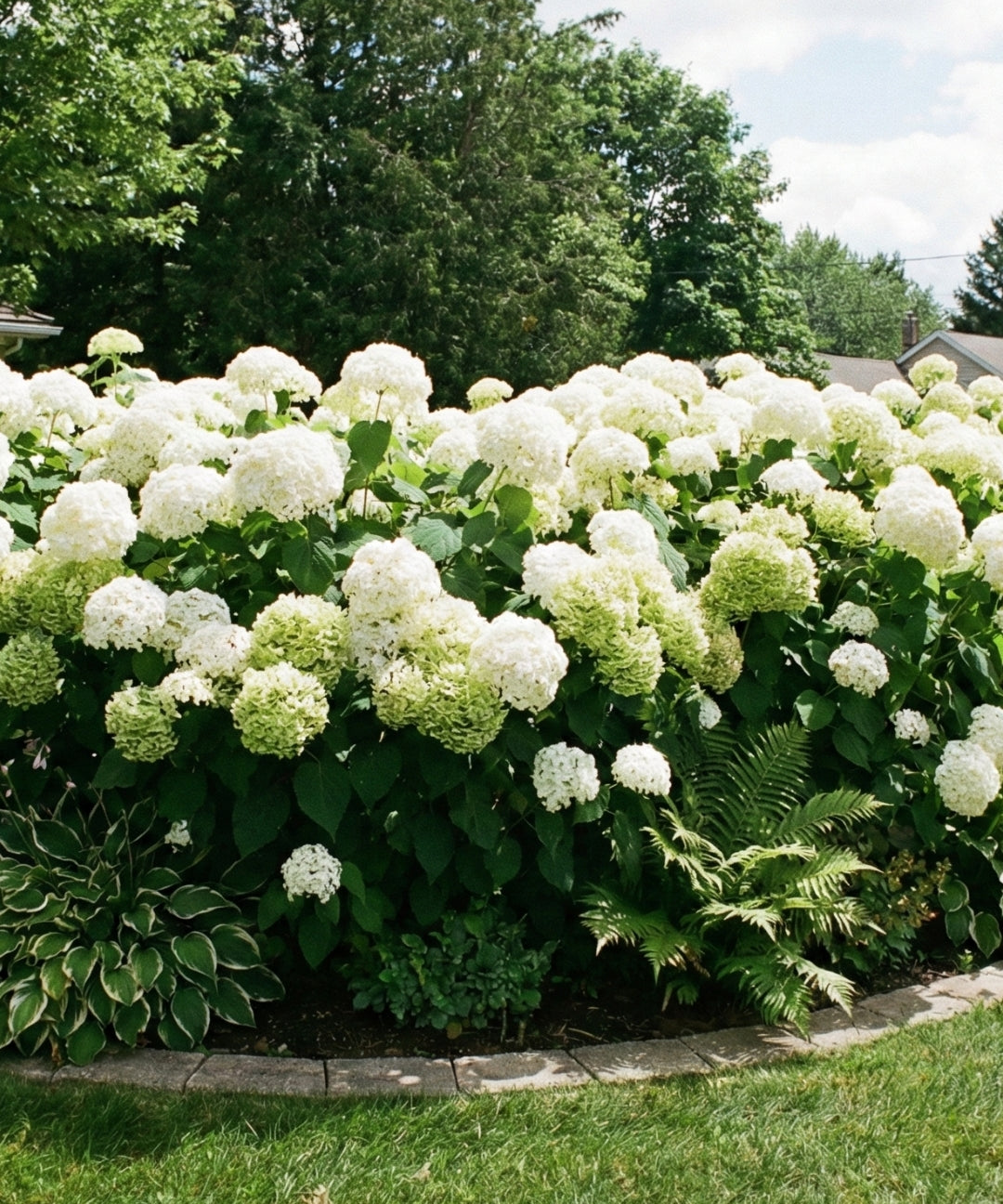 Hortensia-StrongAnnabelle.jpg