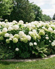 Hortensia ’Strong Annabelle’