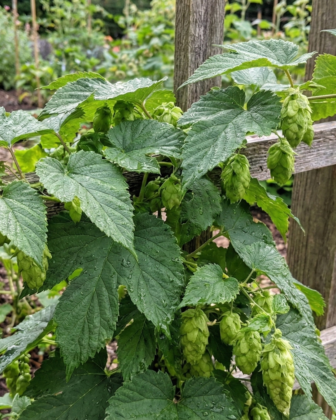 Humle ’Hercules’