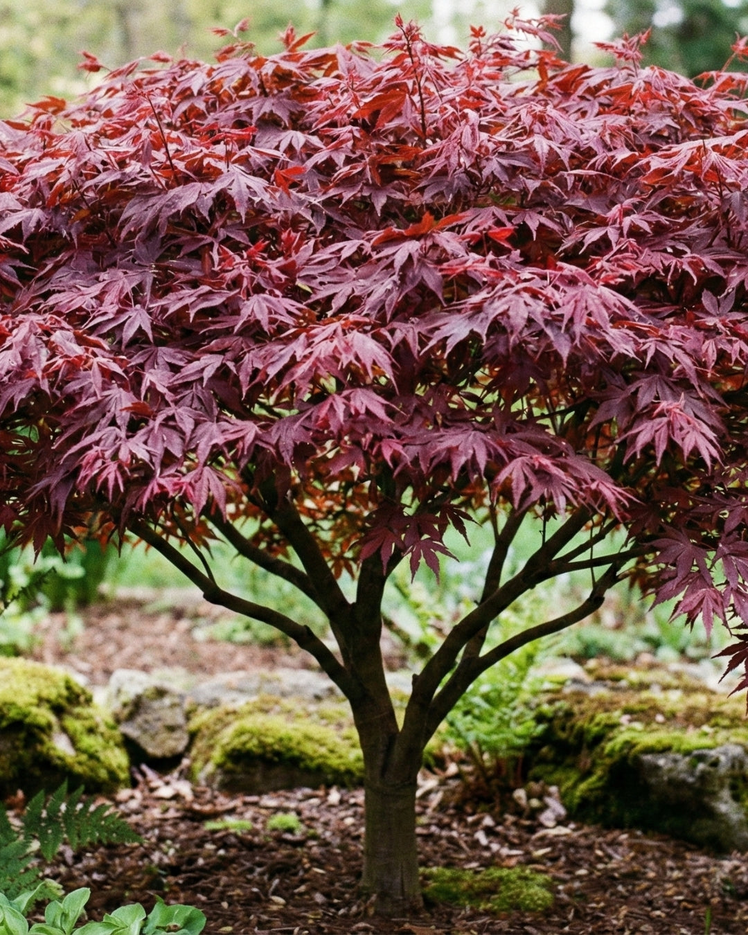 Japansk lönn ’Bloodgood’