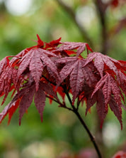 Japansk lönn ’Bloodgood’