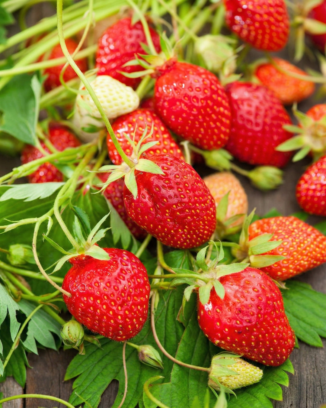 Jordgubbar 'Honeoye' (6-pack)