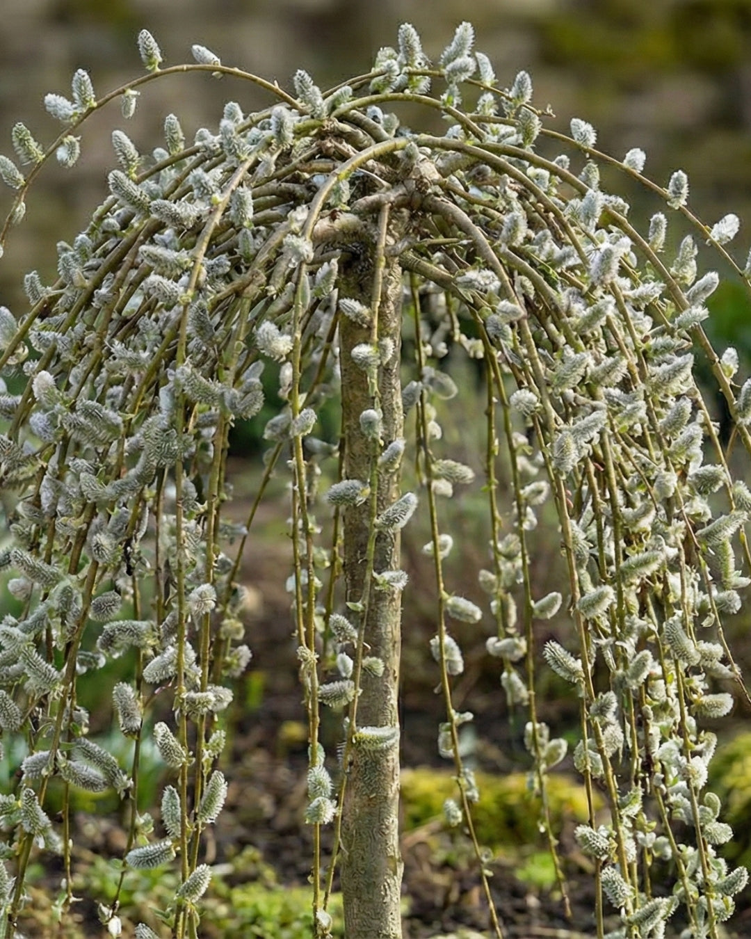 Salix caprea 'Kilmarnock'
