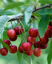 Körsbär 'Regina'
