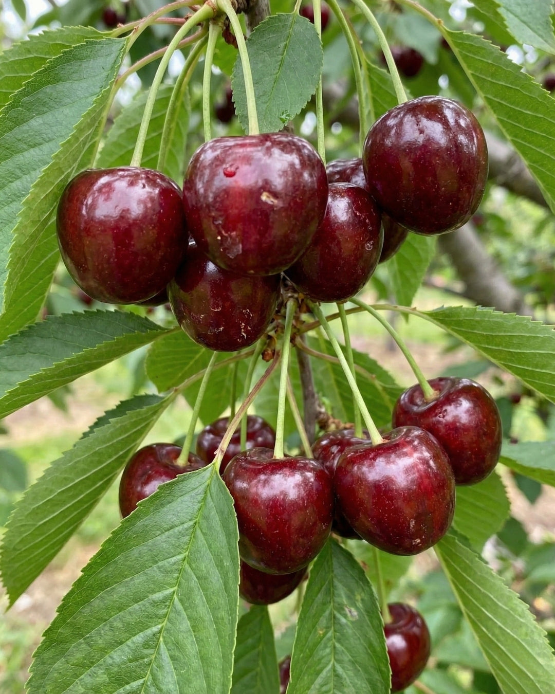 Körsbär 'Sunburst'