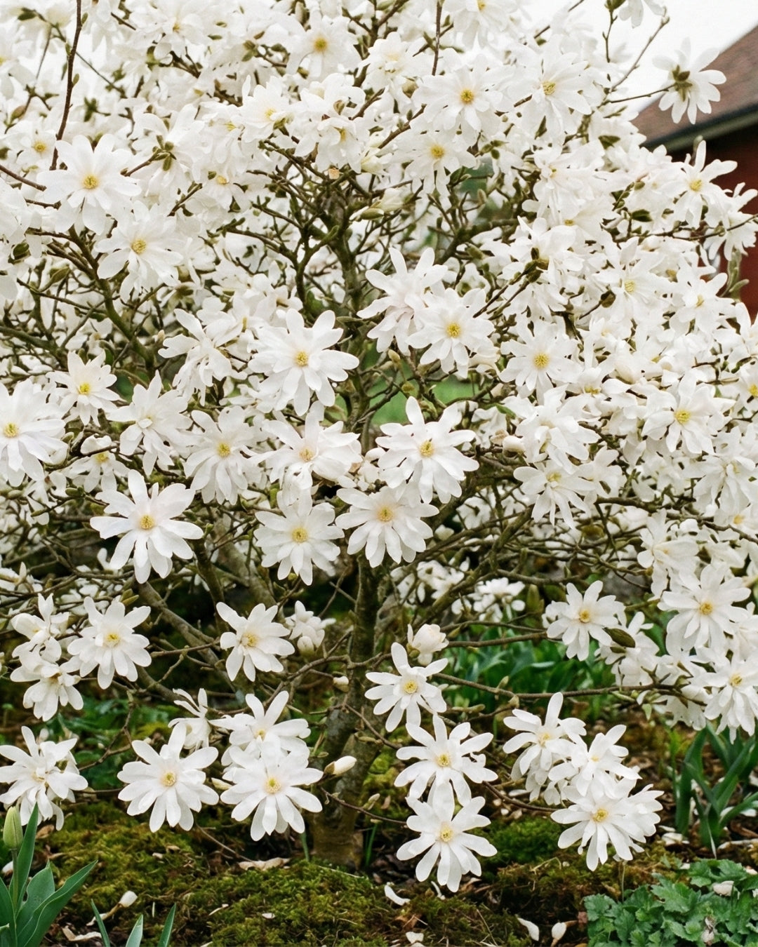 Magnolia ’Royal Star’