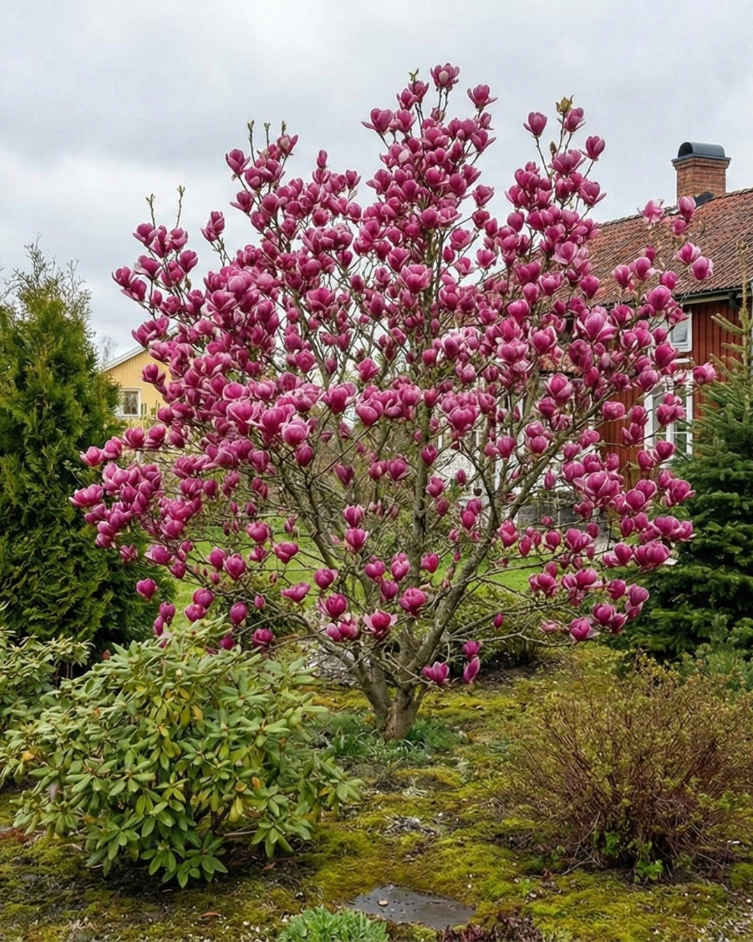 Magnolia ’Susan’