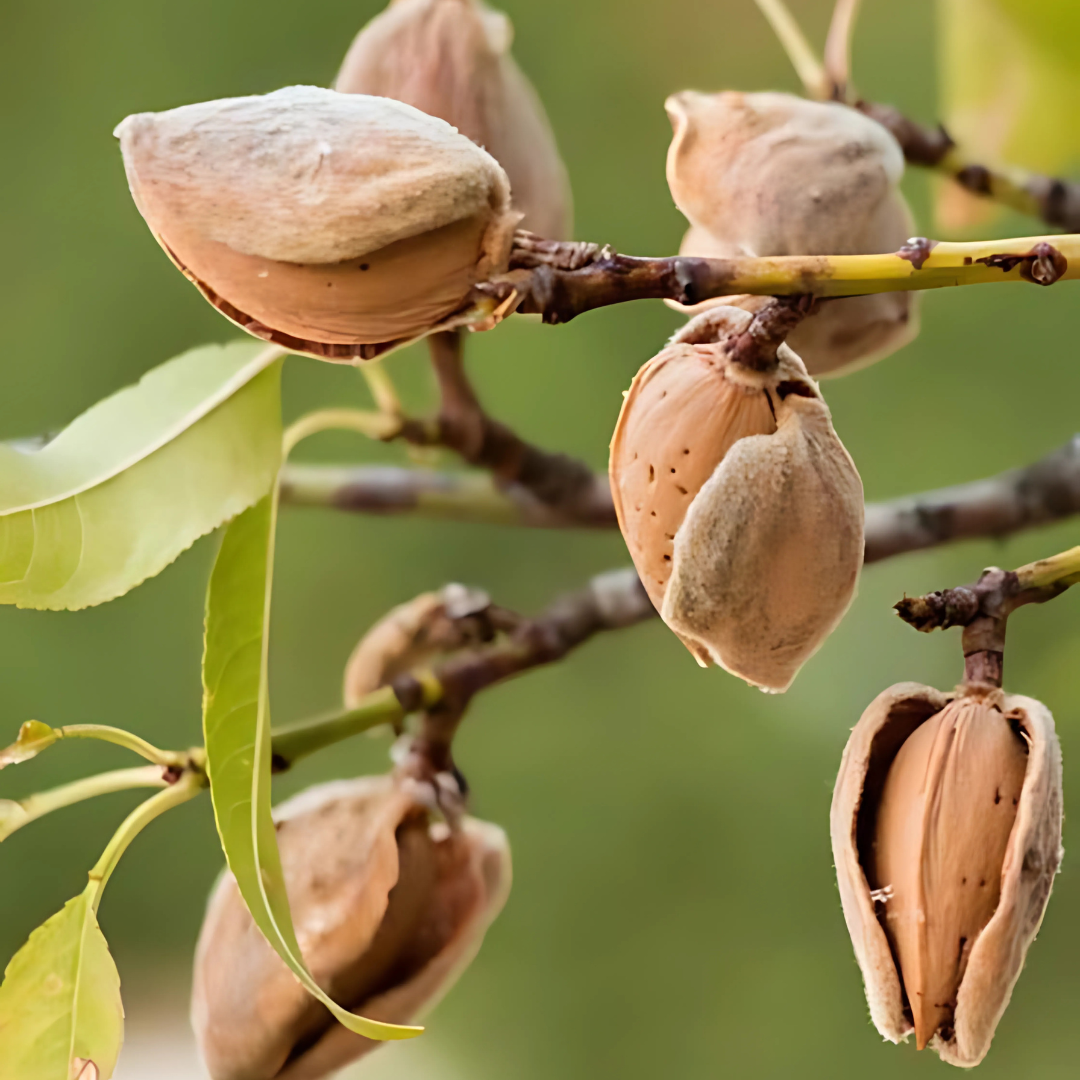 Sötmandel - Prunus Dulcis (Amygdalus)
