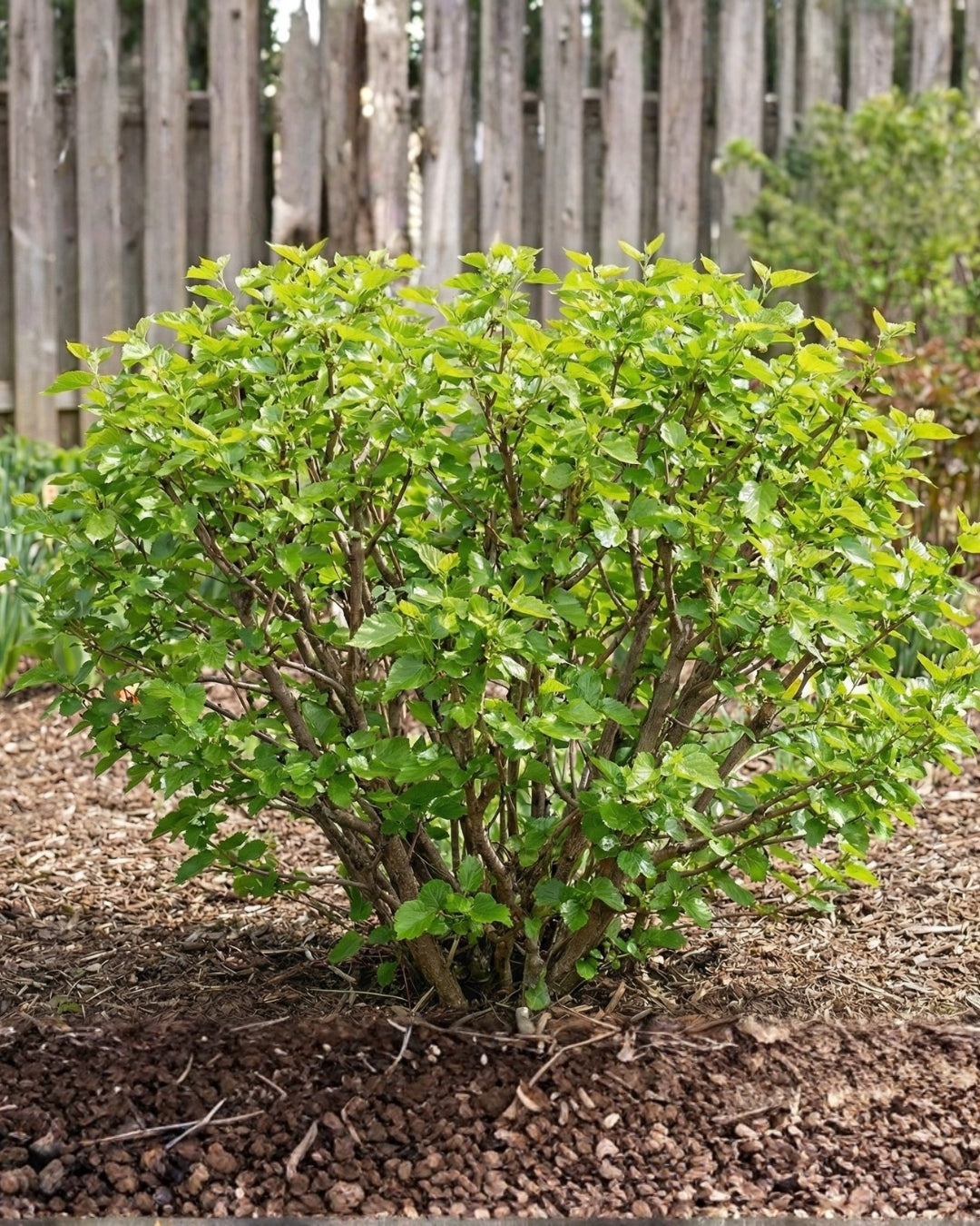 Dvärgmullbär 'Mojo Berry'