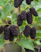 Dvärgmullbär 'Mojo Berry'