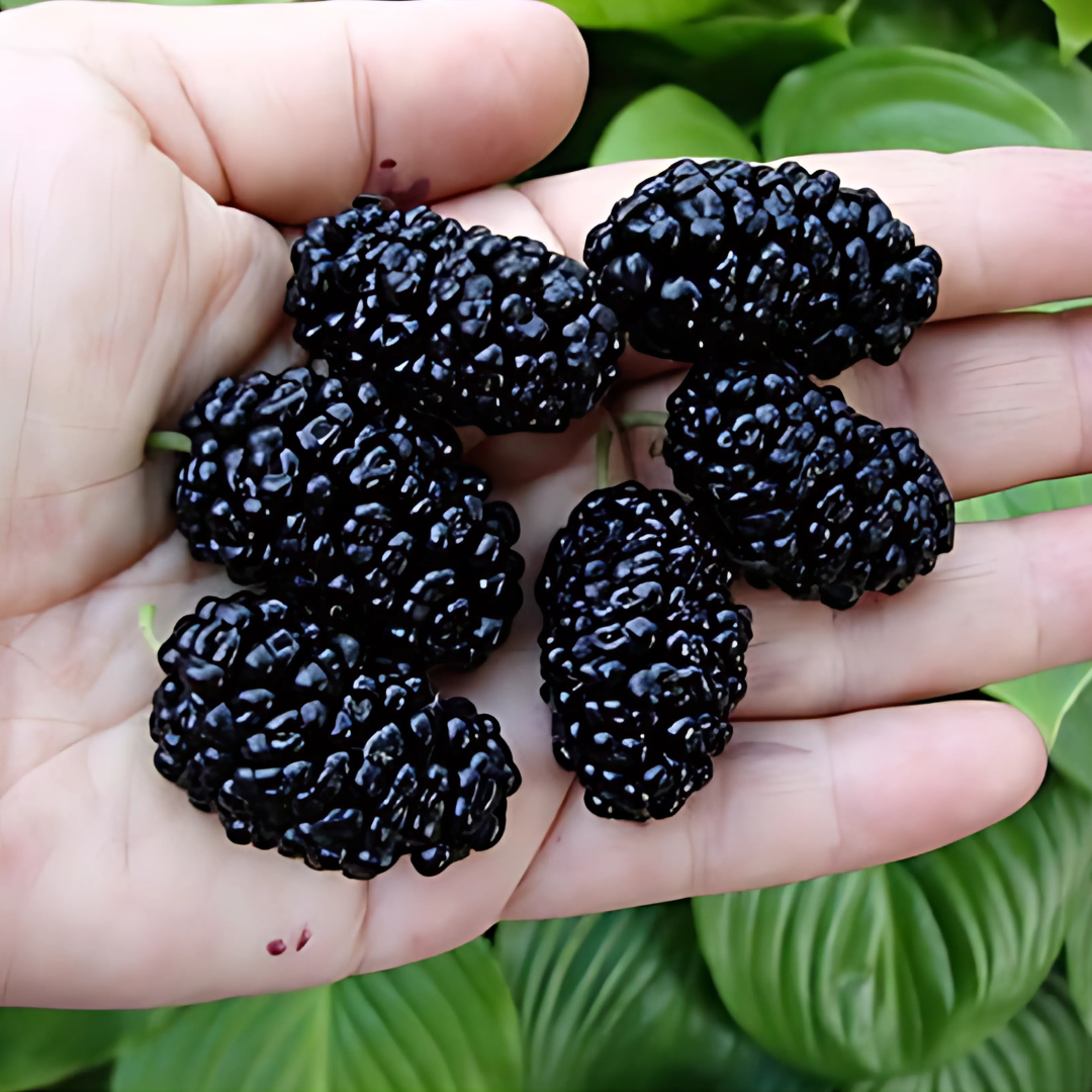 Dvärg Mullbär - Mojo Berry