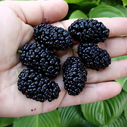 Dvärg Mullbär - Mojo Berry