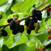 Dvärg Mullbär - Mojo Berry