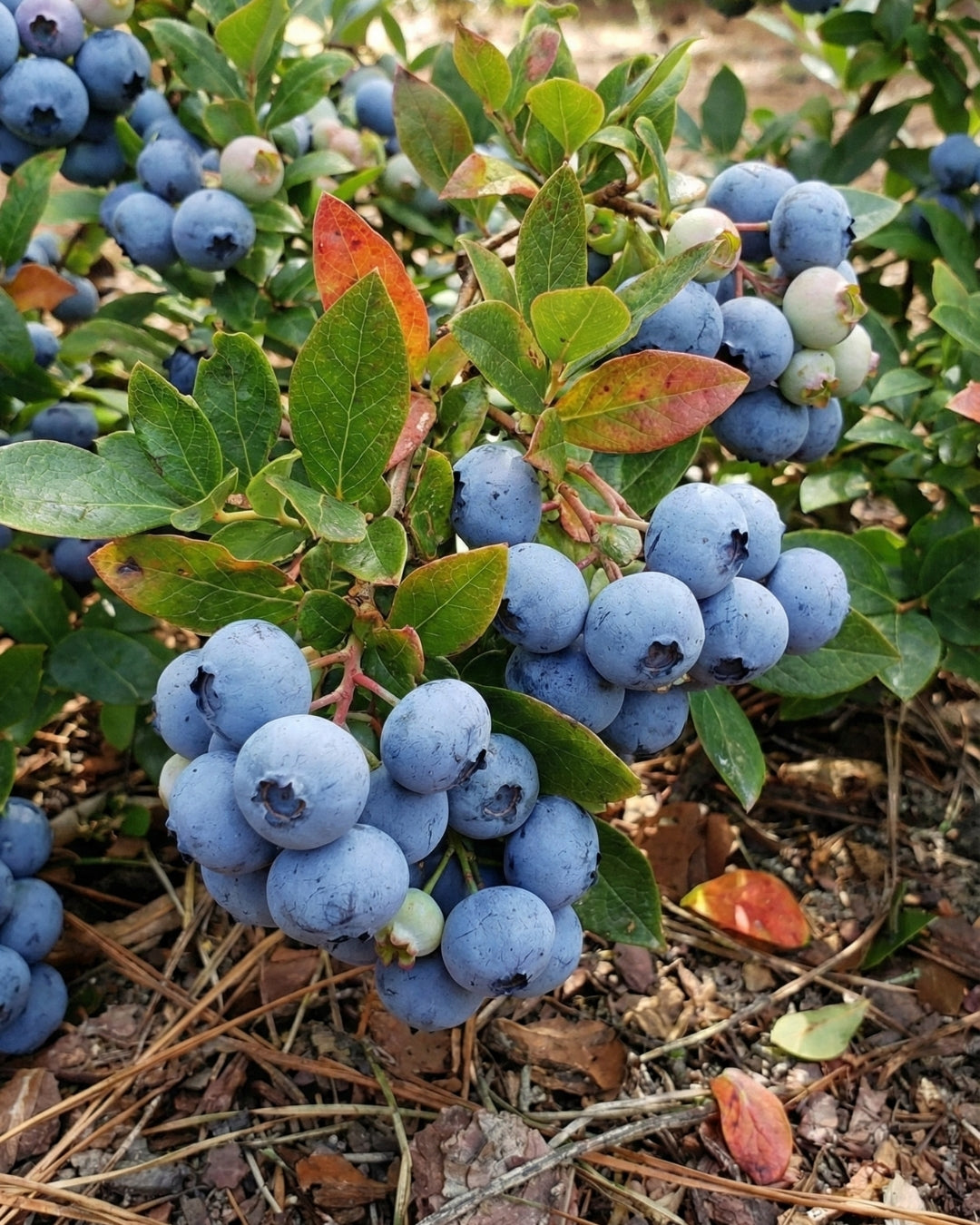 Amerikanska blåbär 'Northblue'