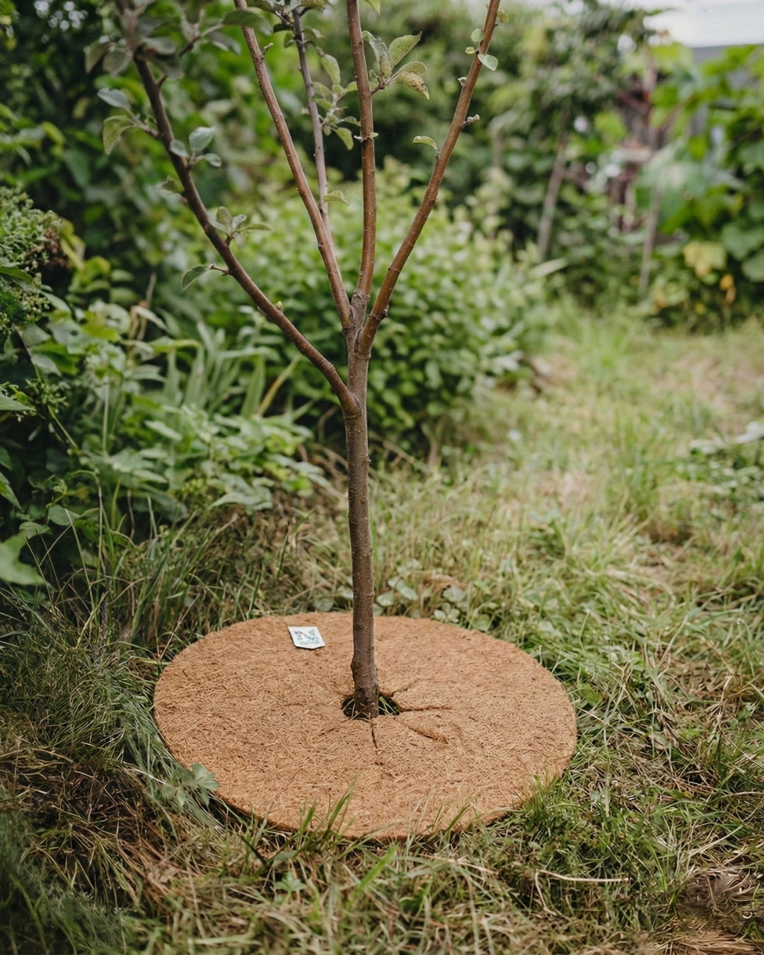 Ogrässkydd för träd