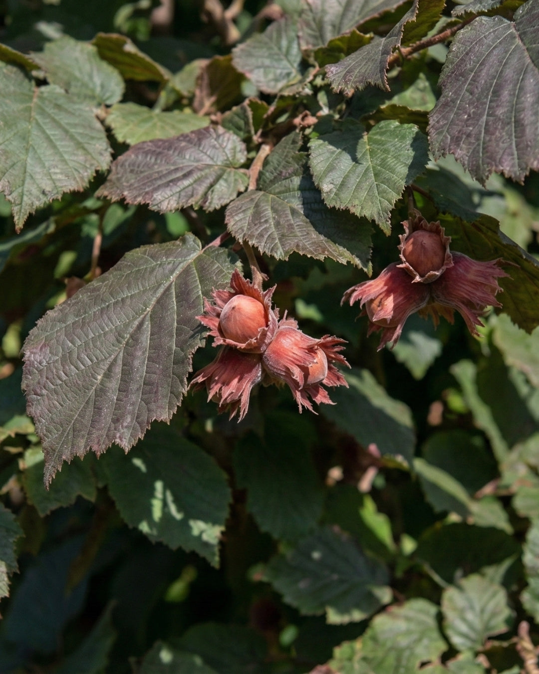 Hassel 'Rode Zellernoot' (rödbladig)