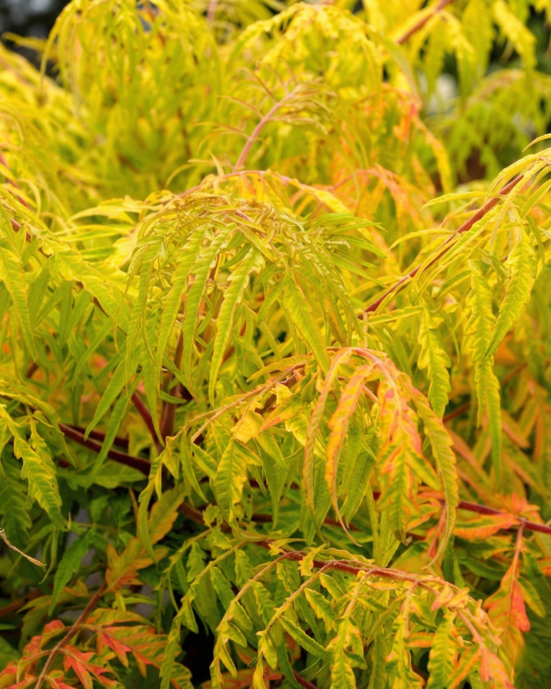 Rönnsumak 'Tiger Eyes'