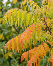 Rönnsumak 'Tiger Eyes'