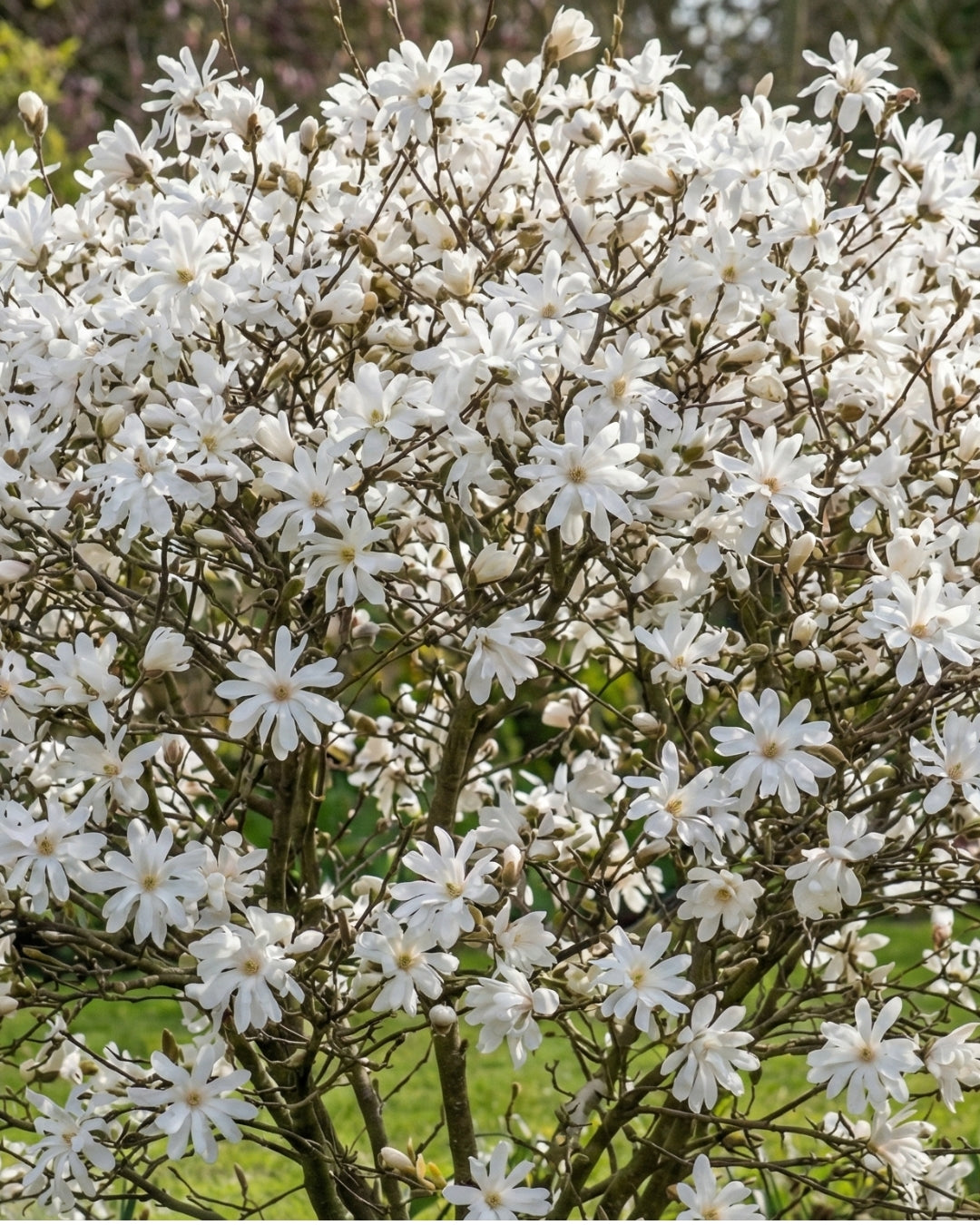 Magnolia ’Royal Star’