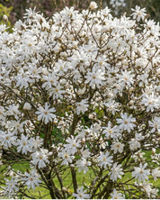 Magnolia ’Royal Star’