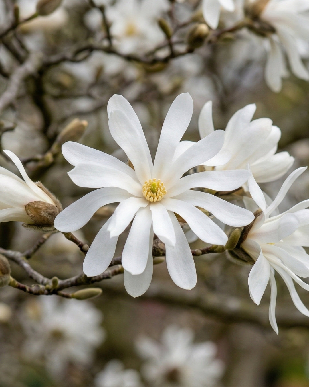 Magnolia ’Royal Star’