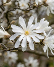 Magnolia ’Royal Star’